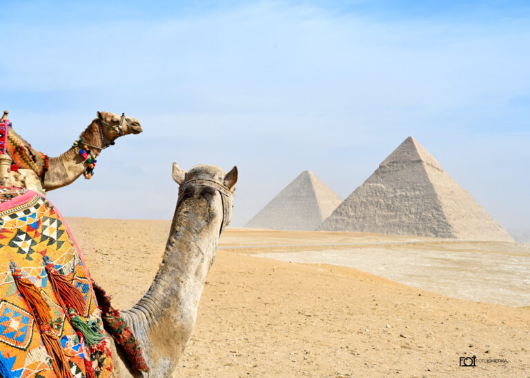 Fotoiskierka Fotografia z Podróży po Egipcie przedstawiająca Piramidy i Wielbłądy (Photograph from Travels in Egypt showing Pyramids and Camels)