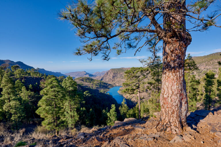 Fotoiskierka, Wyspy Kanaryjskie, Gran Canaria, Cruz De San Antonio,Widok na góry wyspy oraz jezioro znajdujące wysoko w górach. Na pierwszym planie sosna.