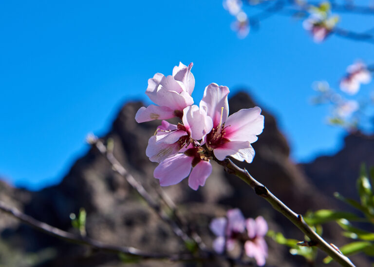 Fotoiskierka, Wyspy Kanaryjskie, Gran Canaria, Kwitnące drzewo migdałowe a w tle góry wyspy