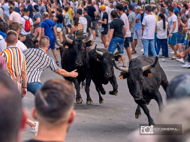 Byki przeganiane ulicami Beaucaire w Prowansji we Francji