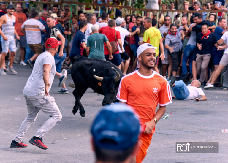 Byki przeganiane ulicami Beaucaire w Prowansji we Francji