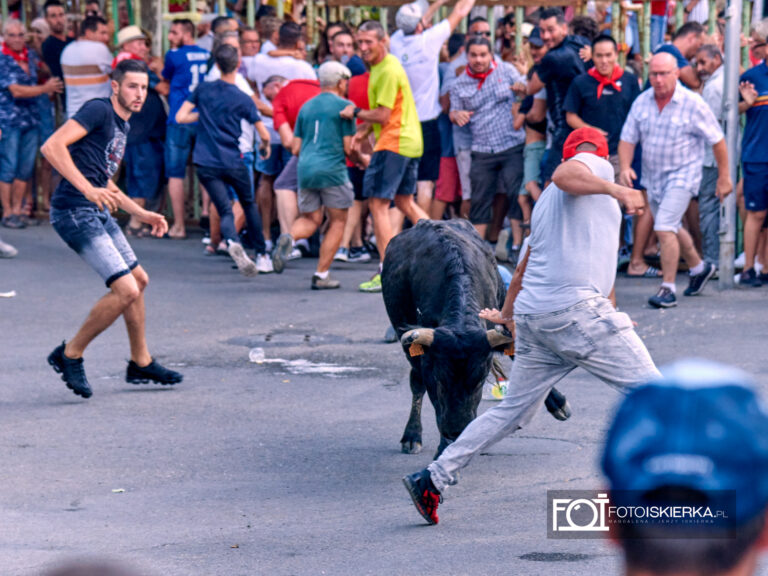 Byk atakujący podczas Corridy w Beaucaire w Prowansji we Francji