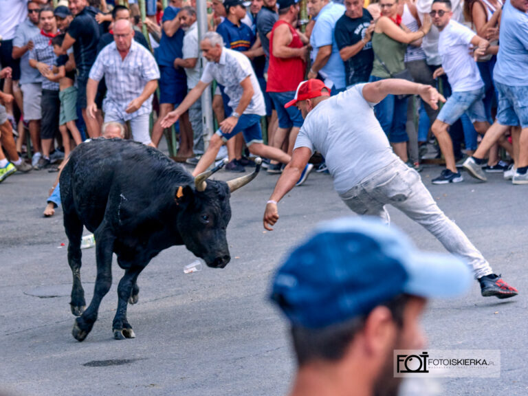Byk atakujący podczas 100 taureaux w Beaucaire w Prowansji we Francji