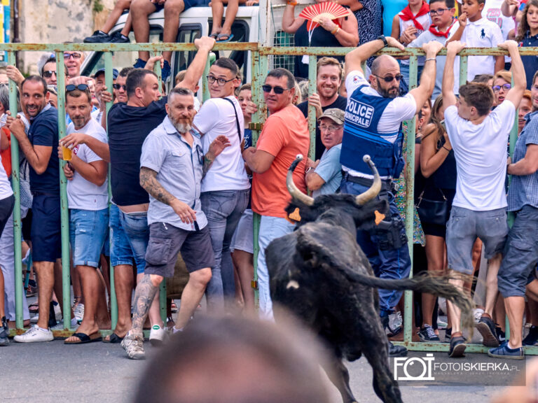 Policjant francuski uciekający przed bykami z Beaucaire w Prowansji we Francji