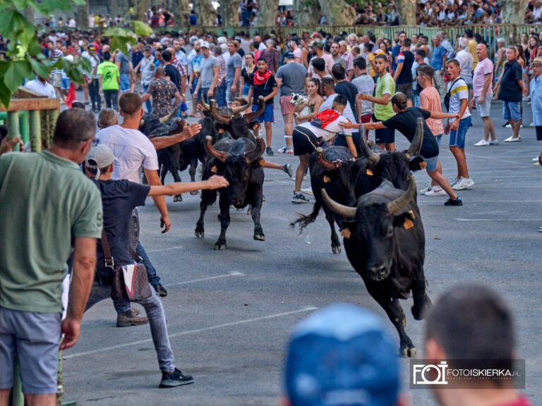 Byki przeganiane ulicami Beaucaire w Prowansji we Francji