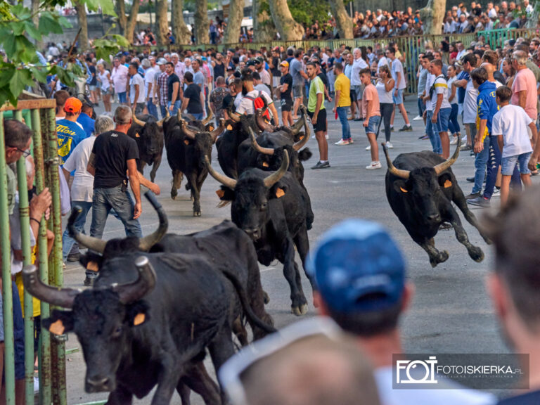 Byki przeganiane ulicami Beaucaire w Prowansji we Francji