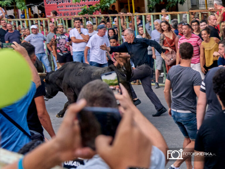 Gonitwa byków w Beaucaire we Francji w Prowansji.