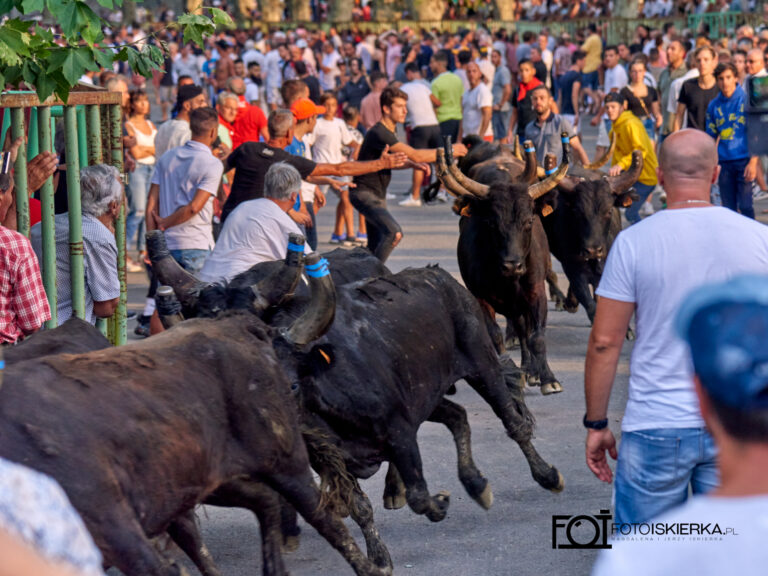 Byki podczas 100 taureaux we Francji w Prowansji
