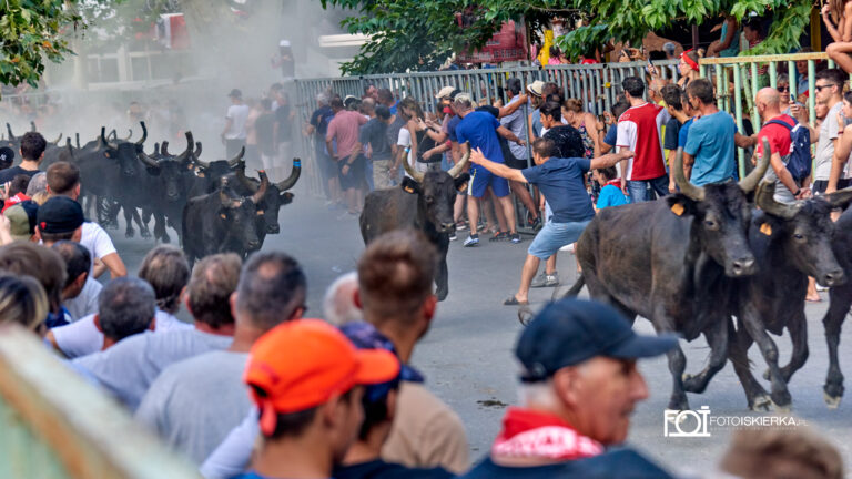 Byki przeganiane przez Beaucaire we Francji w Prowansji