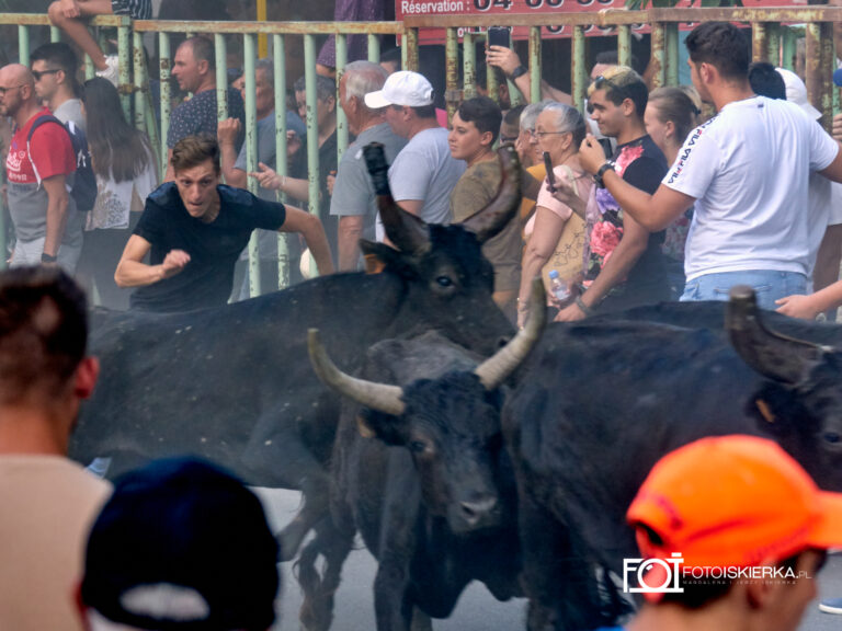 Byki w Beaucaire we Francji w Prowansji. W tle francus goni byka