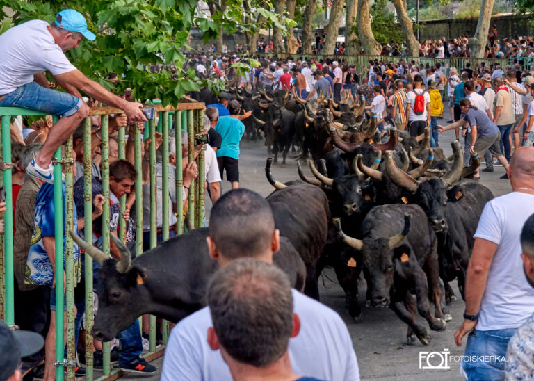 100 byków przebiega przez miasto w Beaucaire we Francji w Prowansji