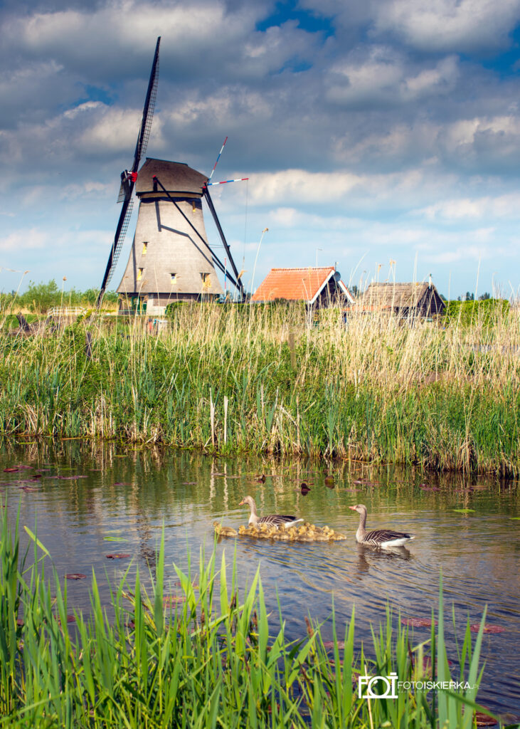 Wiatraki Kinderdijk na grobli w Holandii obecnej Nederland.. Na pierwszym planie kaczki