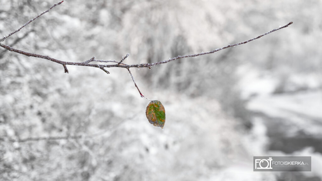 Zima na Mazurach w Polsce w Stanowie. W tle zamarznięte jezioro, ośnieżone pole, samotny zielony liść